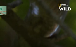 Video: Rắn Mamba, nỗi ám ảnh chết chóc của người dân châu Phi