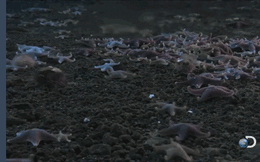 Video: Ngón tay tử thần đóng băng mọi sinh vật biển như phim bom tấn