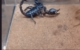 Video: Kết quả bất ngờ trong đại chiến rết khổng lồ và bọ cạp châu Phi