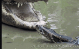Clip: Bị trăn Miến Điện cắn vào mõm, cá sấu tung đòn ngoạm ngang thân kẻ thù