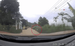 CLIP: Từ bụi rậm đột ngột lao ra, cậu bé khiến lái xe bán tải toát "mồ hôi lạnh"