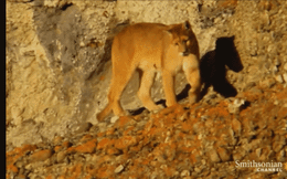 Video: Lần khám phá thế giới đầu tiên của đàn báo sư tử con