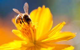 "Đặc quyền được chết" của ong đực: Bài học thấm thía cho con người từ thế giới khắc nghiệt của loài ong