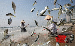 24h qua ảnh: Ngư dân gỡ cá khỏi lưới trên bãi biển ở Đà Nẵng
