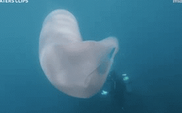 Video: Ngắm nhìn vũ điệu của quái vật cực hiếm dài 18m dưới đáy biển