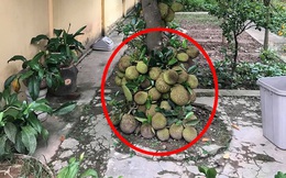 Khoe cây mít mọc chi chít ở gốc, người trồng bất ngờ bị dân mạng cảnh báo một điều