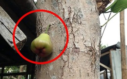 Quả roi "ngang ngược" khiến dân mạng bật cười: Mọc trực tiếp từ thân cây, lẻ loi một mình