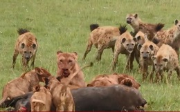 Video: Đàn linh cẩu liều lĩnh giành mồi với bầy sư tử