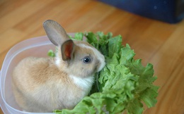Món ăn thuốc từ thỏ tốt cho người suy nhược