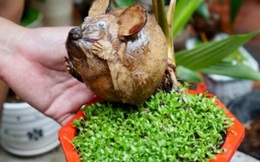 Làm dừa bonsai muôn hình vạn trạng về chuột, thu 200 triệu dịp Tết