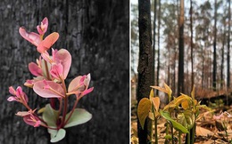 'Phượng hoàng lửa tái sinh từ đống tro tàn': Những mầm sống vươn mình tại nơi hứng chịu sự càn quét của Thảm hoạ cháy rừng