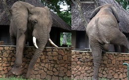 Con voi to lớn bất chấp tuổi trung niên vẫn quyết định "vượt rào" công viên để... trộm xoài nhưng đáng tiếc đã hết mùa