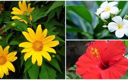 6 loài hoa không nên bày trong nhà và trên ban thờ, tránh tán tài tán lộc