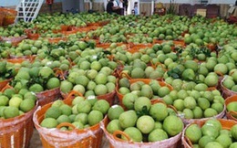 Bưởi Tết dồi dào, giá không cao