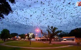 Cả thị trấn nhỏ sợ hãi, phải di tản khi bỗng nhiên bị hàng ngàn con dơi xâm chiếm, bay đầy cả vùng trời