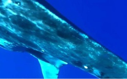 Cận cảnh “ca sinh nở” của cá voi lưng gù ngoài khơi Hawaii