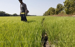 Tại sao Thái Lan có nguy cơ mất vị trí xuất khẩu gạo vào tay Việt Nam?