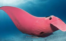 Chuyện hi hữu triệu lần mới bắt gặp: Nhiếp ảnh gia may mắn chụp được chú cá đuối có màu hồng duy nhất trên thế giới