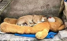 Những bức ảnh khiến chúng ta biết trân quý và thêm yêu cuộc sống này hơn dù đôi khi có nhiều khó khăn bủa vây