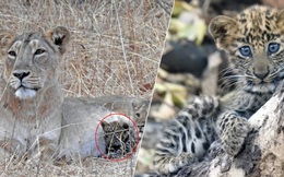 Báo đốm được sư tử mẹ nhận nuôi, chăm bẵm như con ruột, thậm chí còn sống cực kỳ hòa thuận với "anh chị" khác loài