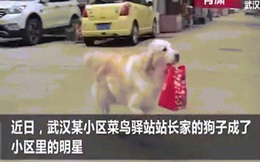 Chú chó giúp đưa đồ ăn cho 600 người cách ly ở Vũ Hán mỗi ngày