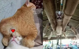 12 bằng chứng cho thấy mèo là lũ "tự nhiên như ruồi", bạ đâu cũng lăn ra ngủ được!