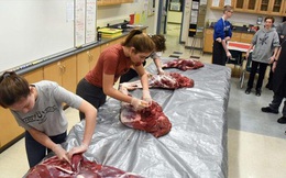 Trường học cho học sinh mổ thịt động vật để học kỹ năng sống, bất ngờ nhất là phản ứng của phụ huynh