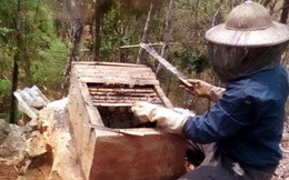 Ông Chớ có thu nhập từ mô hình nuôi ong tự nhiên lấy mật