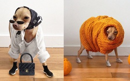 Gặp gỡ chú chó Chihuahua sành điệu nhất thế giới:  Diện đồ hiệu như fashionista thực thụ và có gần 100.000 người hâm mộ trên mạng xã hội