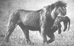 1001 thắc mắc: Vì sao sư tử mẹ ăn thịt con mình?