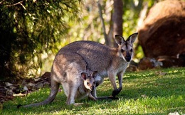 1001 thắc mắc: Kangaroo kì lạ tới mức nào?