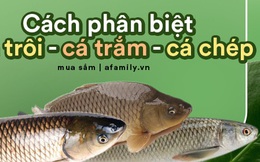 Gợi ý giúp bạn: Cách phân biệt được đâu là cá chép, cá trắm, cá trôi và cách chọn cá ngon chuẩn