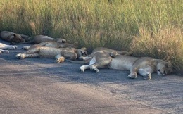 Sư tử ngủ trưa trên đường khi con người vào nhà trốn đại dịch