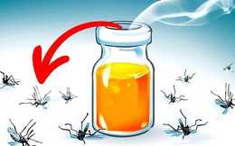 8 loại hương hoa có thể giúp diệt và xua đuổi muỗi trong nhà thích hợp cho chị em dùng vào những ngày hè