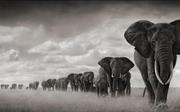 1001 thắc mắc: Vì sao voi mang thai lâu nhất trong các loài?
