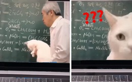 "Hoàng thượng" được thầy giáo mời đến dạy học online cùng, biểu cảm "Quân đâu! Hộ giá" khiến ai nấy ôm bụng cười ngặt nghẽo