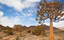 Kham phá Succulent Karoo, sa mạc đẹp nhất thế giới