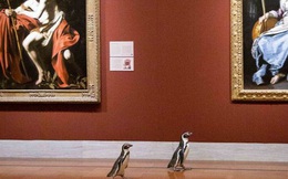 Ba chú chim cánh cụt được mời đến tham quan và thưởng thức nghệ thuật đỉnh cao trong bảo tàng Mỹ mùa cách ly
