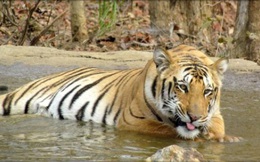 Ấn Độ phạt "án chung thân" hổ ăn thịt người
