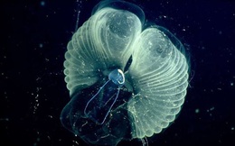 Vẻ đẹp kỳ ảo của sinh vật được mệnh danh "anh nuôi" đại dương nơi đáy biển sâu