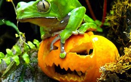 Động vật cũng háo hức đón Halloween 