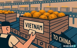 Không phải Thái Lan, Australia hay Peru - Một sản vật Việt giờ mới là "vua" tại Trung Quốc