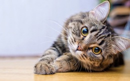 Nhờ khả năng này, loài mèo có thể là cứu tinh giúp thế giới thoát khỏi COVID-19