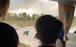 Nhân viên vườn thú bị gấu cắn xé đến chết trước mặt du khách ở Trung Quốc