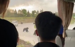 Nhân viên vườn thú bị gấu cắn xé đến chết trước mặt du khách ở Trung Quốc