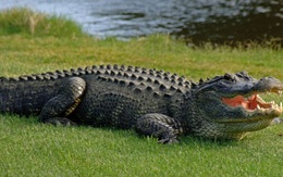 Cá sấu bò lên nằm trên sân nhà dân ở Cà Mau