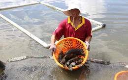 Nông dân Khánh Hòa nuôi cá mú đạt hiệu quả kinh tế cao