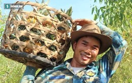 Chàng kỹ sư Nghệ An trồng loại trái “đầu rồng, đuôi phụng, cánh tiên”, tiêu thụ 2 tấn/ngày