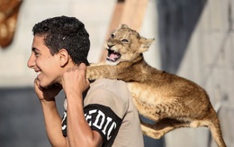 24h qua ảnh: Chàng trai Palestine chơi với sư tử con