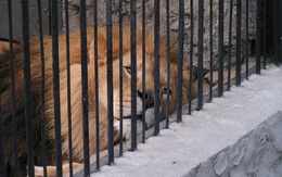 Bên trong sở thú khắp thế giới nơi các con vật bị ngược đãi để "mua vui" cho con người, đến nỗi phải trả giá bằng cả tính mạng của mình